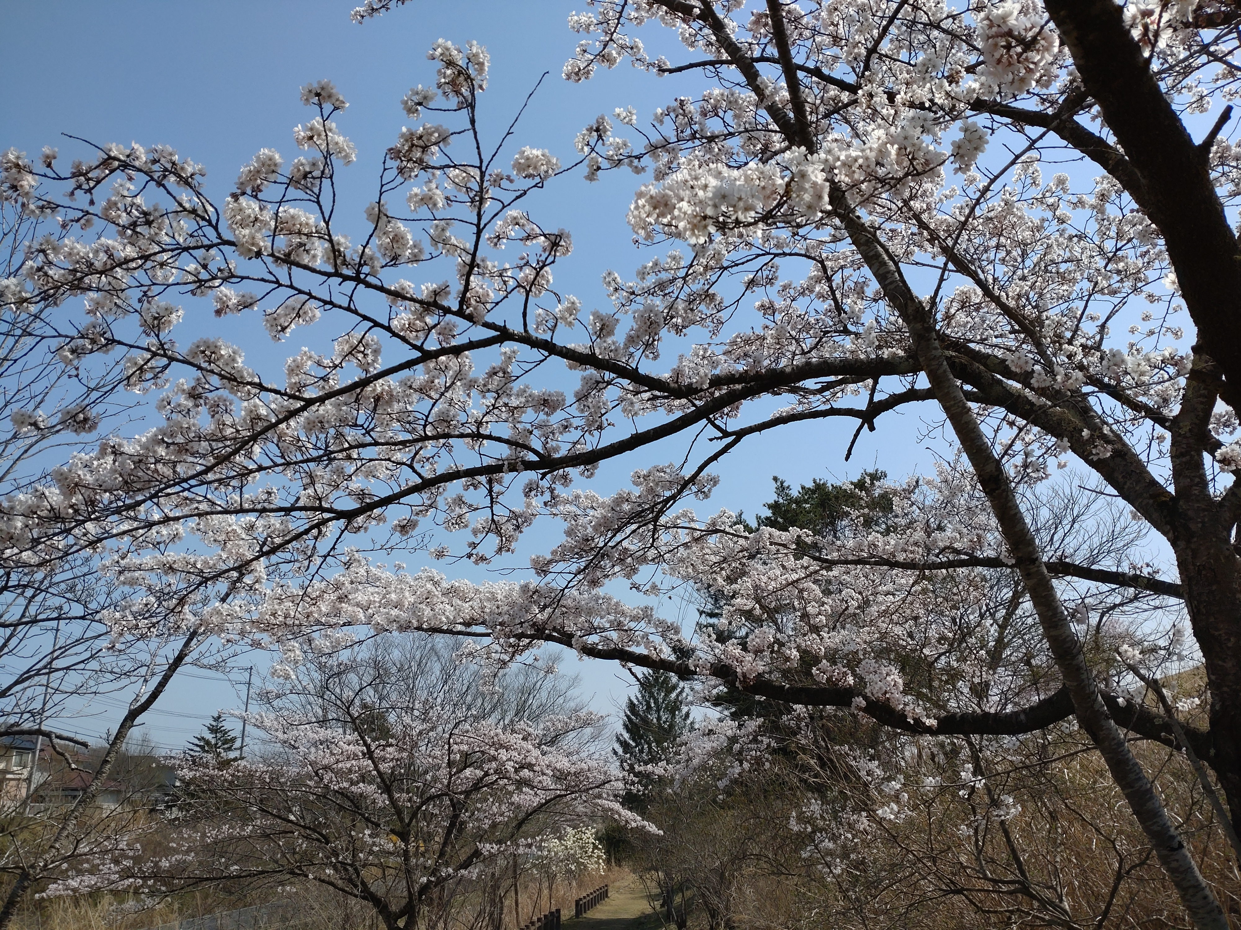 桜